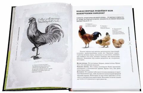 Книга курочки
