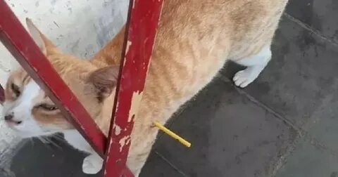 Раненый кот