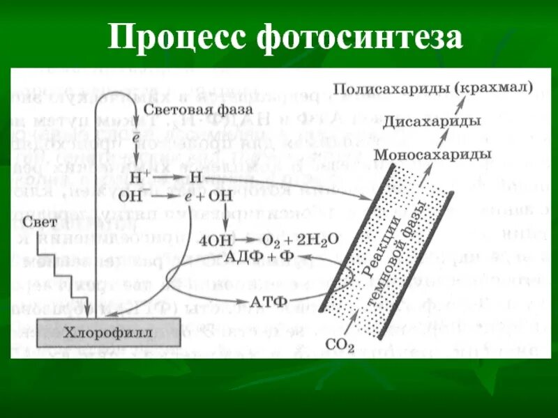 Световая фаза последовательность процессов. Общая схема фотосинтеза. Схема фотосинтеза 10 класс биология. Световая фаза фотосинтеза таблица 9 класс. Процесс фотосинтеза.