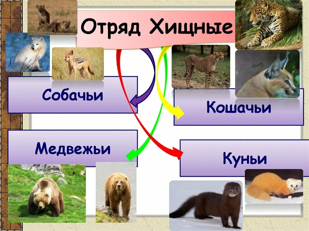 Медведь отряд млекопитающих. Отряд Хищные. Отряд Хищные млекопитающие. Хищные представители. Семейства хищных млекопитающих.