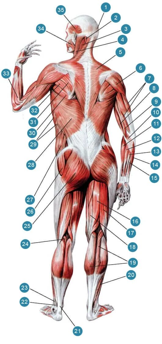 Мышцы орган человека. Строение тела сзади человека органы. Мышцы передней поверхности тела. Анатомия мышц человека сзади. Строение спины сзади у человека органы.