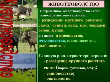 В чем особенности современного животноводства