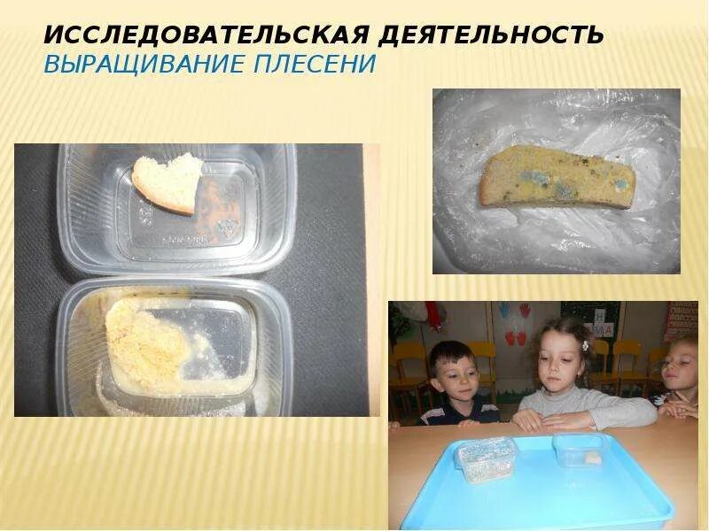 Как быстрее вырастить плесень на хлебе. Выращивание плесени в домашних условиях исследовательская работа. как вырастить плесень в домашних условиях. как быстро вырастить плесень в домашних условиях. поэтапное выращивание плесени.
