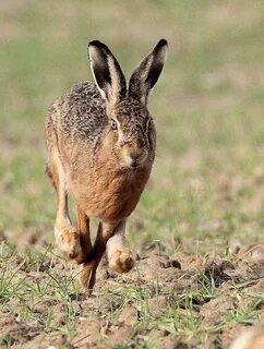 Fast hare