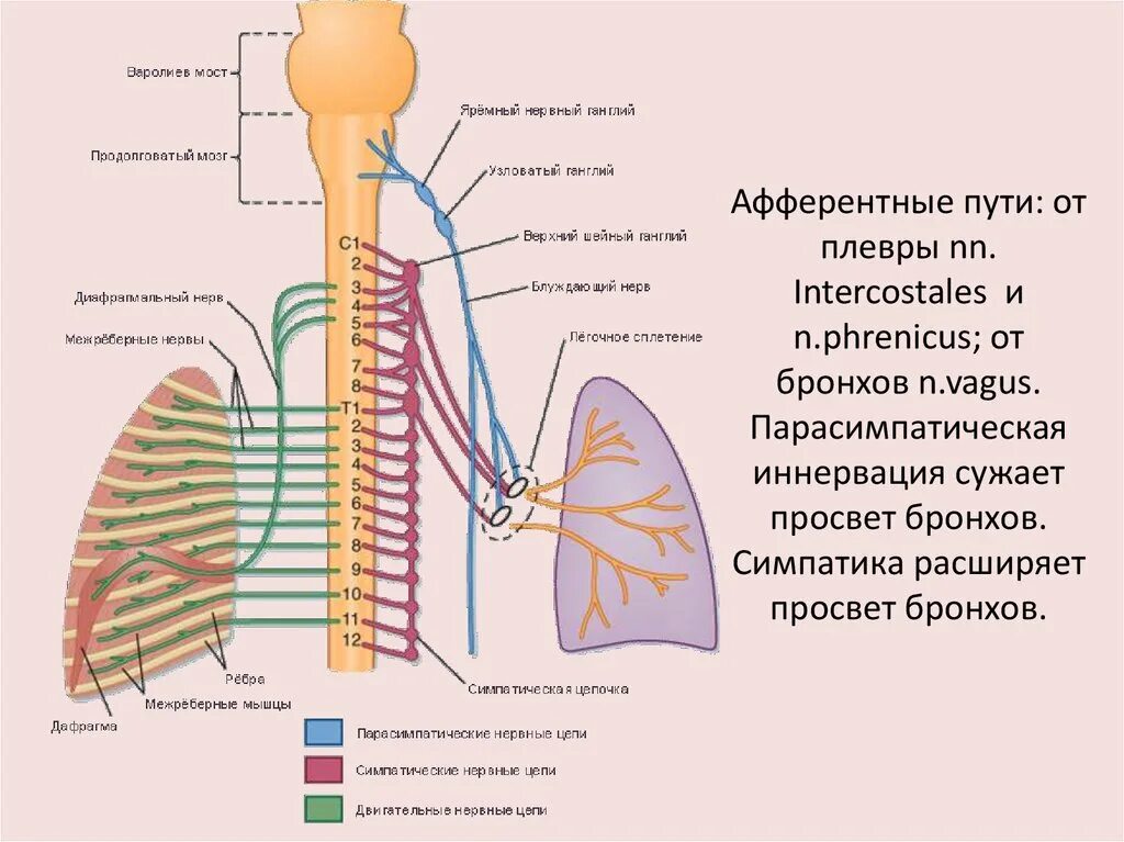 Иннервация органов дыхательной системы. Иннервация бронхов схема. Вегетативная иннервация органов дыхания схема. Иннервация диафрагмального нерва. Нервы будет легче