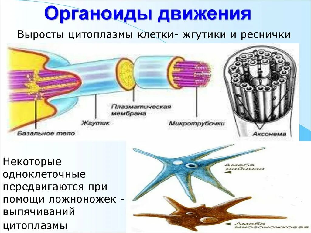 Движение клетки. Органоиды движения микротрубочки. Органоиды движения микротрубочки строение. Органоиды движения реснички и жгутики. Органоиды движения жгутики.