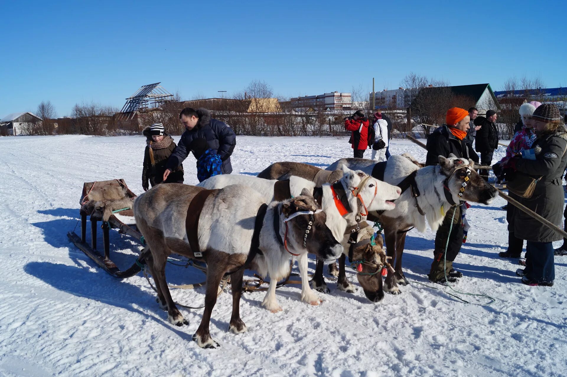 Поселок Ловозеро Мурманской области. Ловозеро (село). Село Ловозеро зима. Ловозерский оленевод.