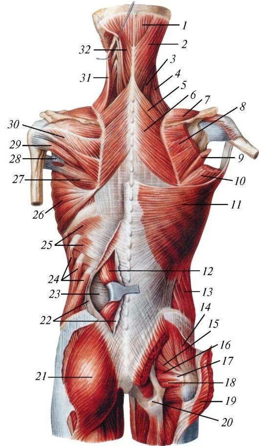 Связки тела. Мышцы спины атлас Синельникова. Мышцы спины Синельников. Фасции мышцы спины человека анатомия. Анатомия спины человека мышцы и связки.