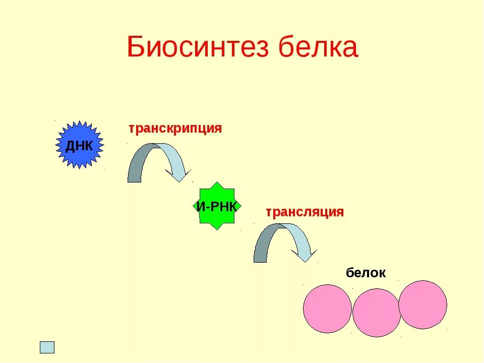 Задачи на белок биология. Основные этапы биосинтеза белка схема. Этапы биосинтеза белка 9 класс. Схема биосинтеза белка 10 класс. Схема биосинтеза белка 9 класс схема.