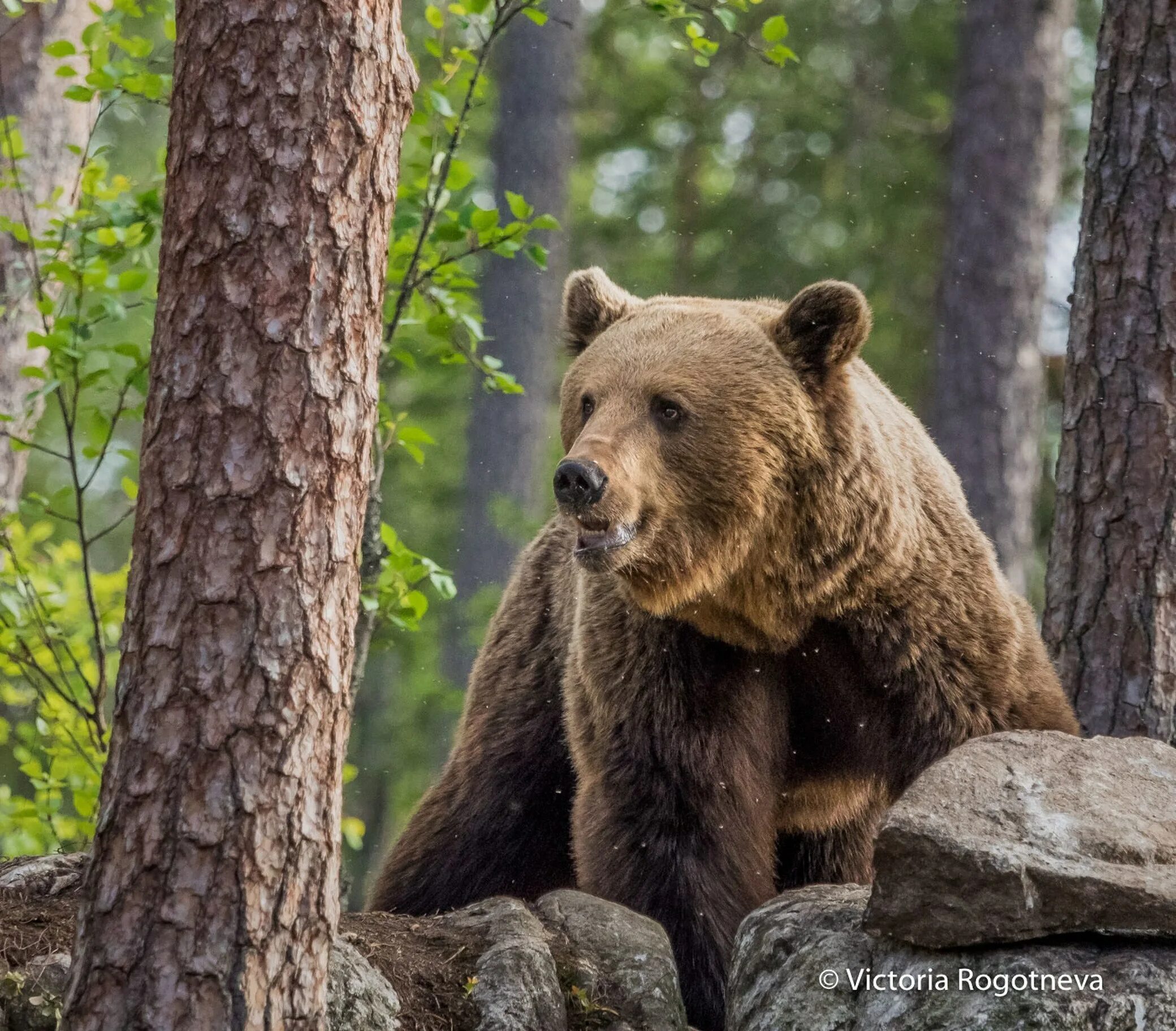 Есть ли медведь животных. Бурый против гризли. Питание бурого медведя. Питание бурого медведя. Медведь с рыбой.