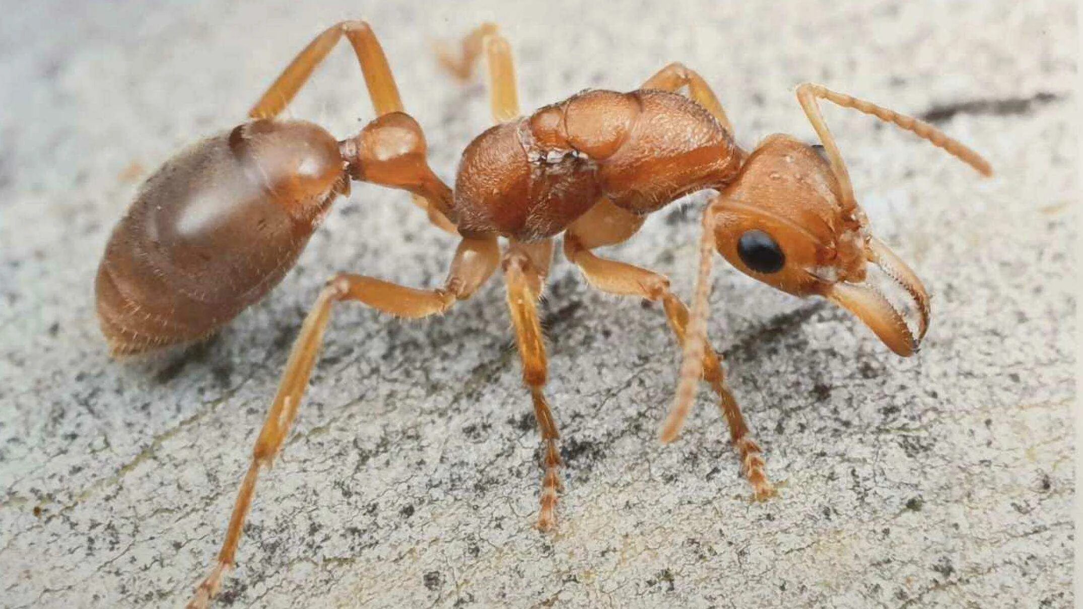 Муравьиный вид. Nothomyrmecia macrops. Муравьи Dinoponera gigantea. Азиатский муравей-портной. Обыкновенный тонкоголовый муравей.