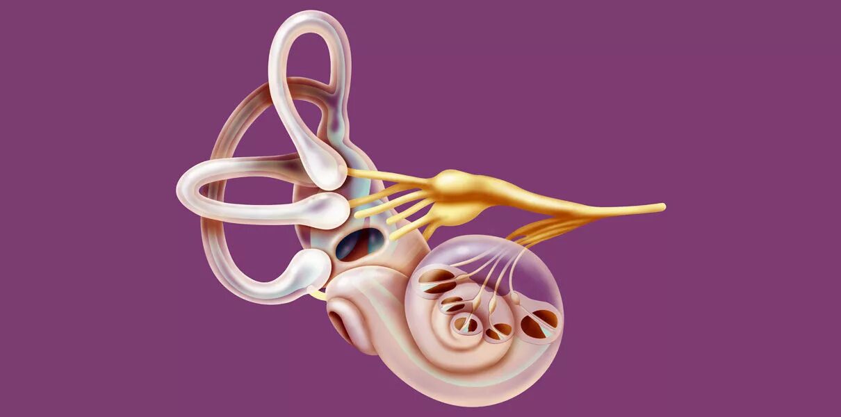 Вестибулярный аппарат в ухе человека. Внутреннее ухо вестибулярный аппарат. Вестибулярный аппарат уха. Орган равновесия вестибулярный аппарат. Вестибулярный аппарат внутреннего уха имеет.
