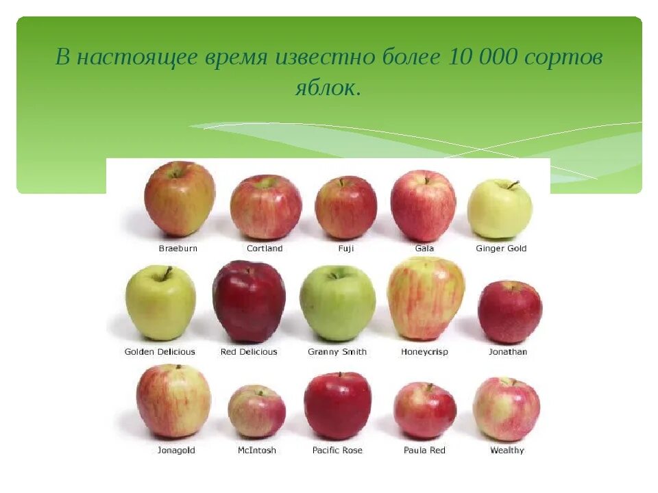 Название яблок. Сорта яблок названия. Яблоки по сортам. Разные сорта яблок название.