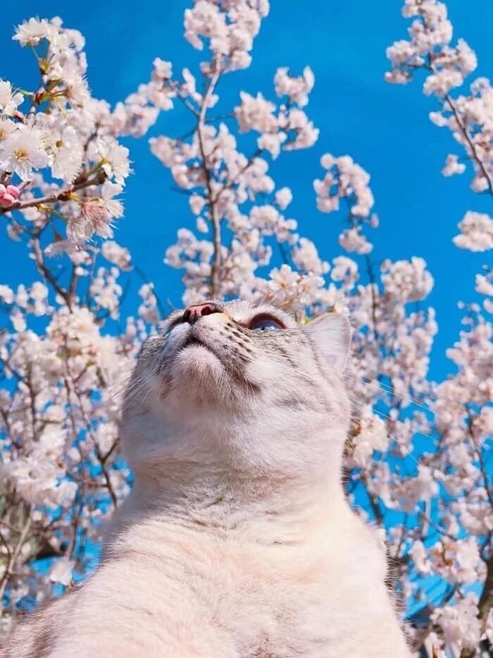 Spring cat show. Весенний котик.