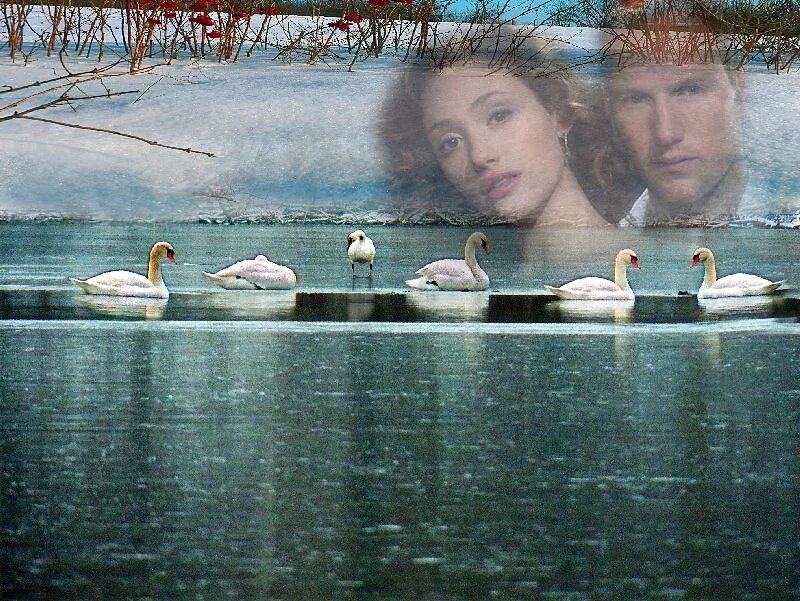 Девушка у озера с лебедями. Лебеди на пруду зимой. Плывет стадо Лебединое. Лебединый рай.