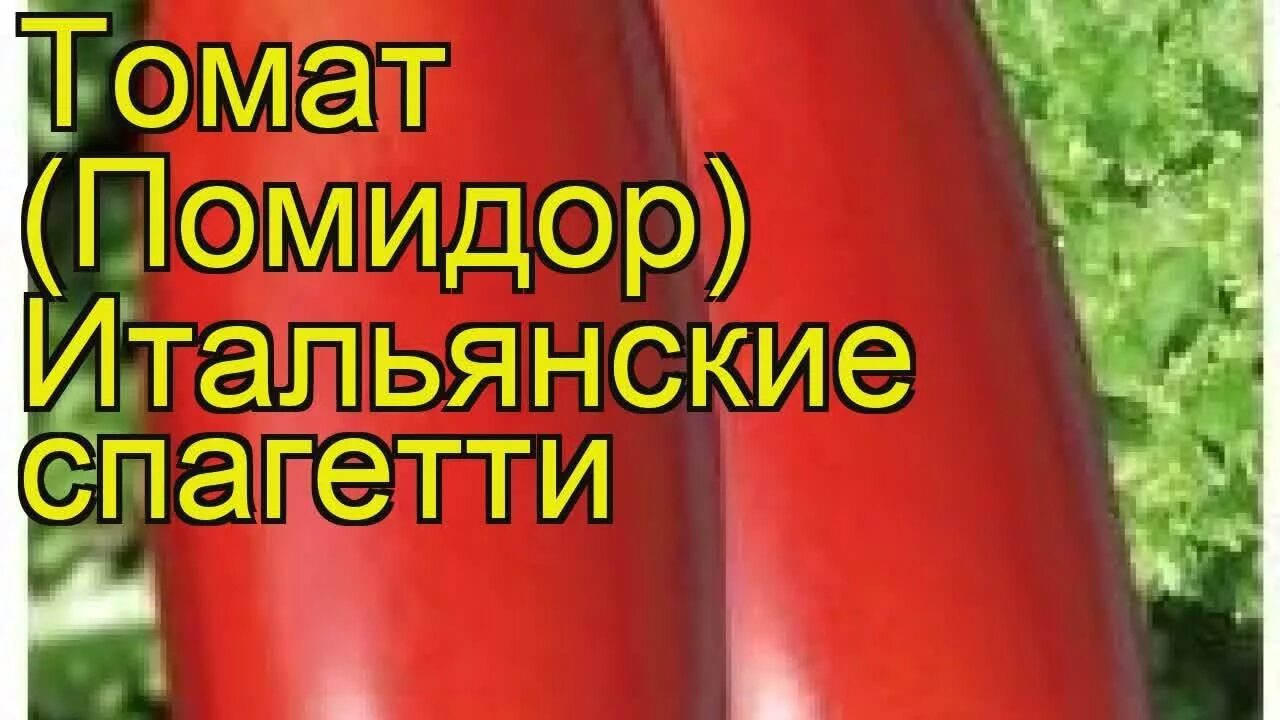 Томат итальянские спагетти Сибирский сад. Помидоры сорт спагетти. Сорт томатов итальянские спагетти. Итальянские спагетти томат описание. Томаты спагетти описание