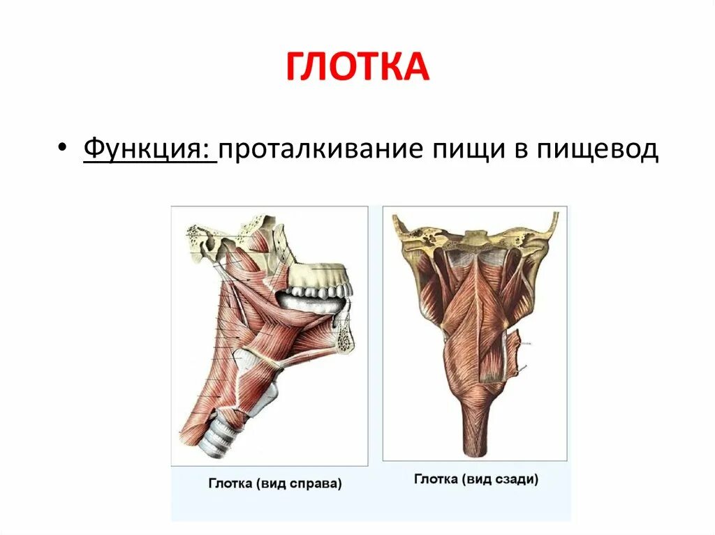 Глотка функции анатомия. Строение и функции глотки. Дыхательная функция глотки.