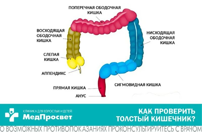 Какие отделы в толстом кишечнике. Строение толстого кишечника. толстый кишечник строение. название отделов толстого кишечника. толстая кишка строение отделы.
