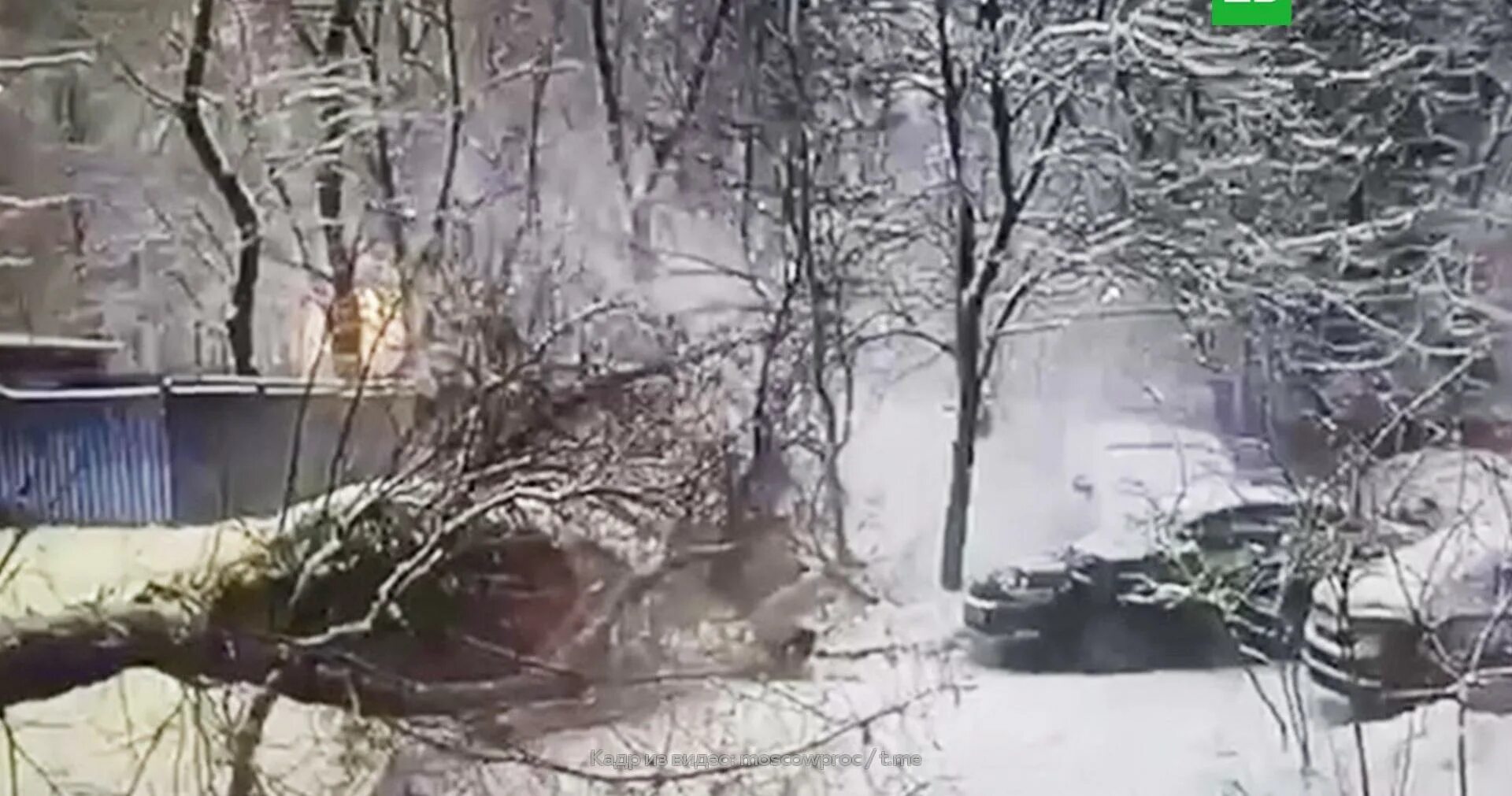 Упавшее дерево. Трагедия в ростове на дону. Упавшее дерево в джунглях. Упавшее дерево рядом с человеком. Упавшее дерево на девушку.