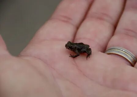 Самые мелкие лягушки