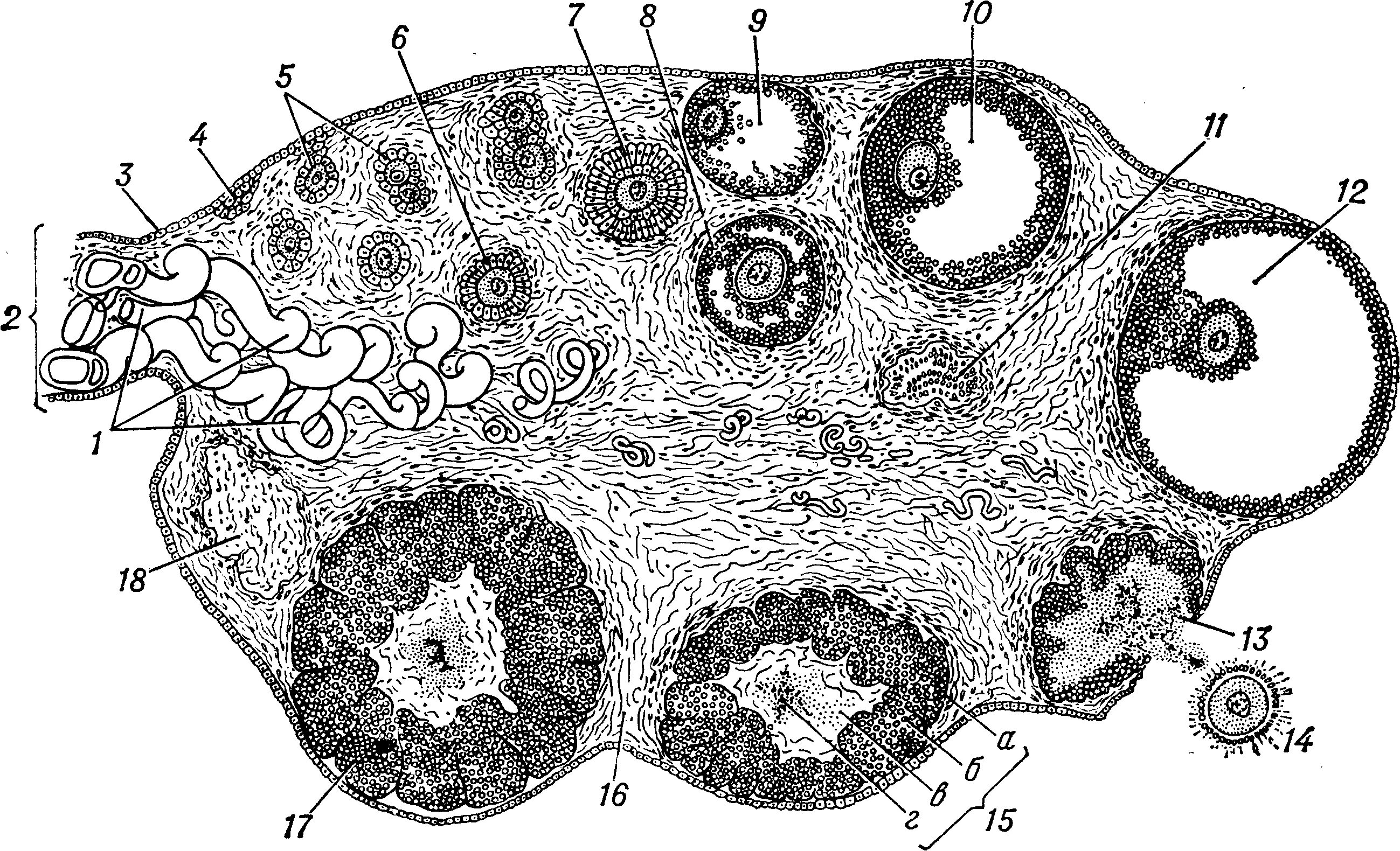 Строение яичника анатомия. Поперечный срез яичника гистология. Яичник млекопитающего препарат гистология. Поперечный срез яичника млекопитающего. Яйцеклетка в яичнике млекопитающего.