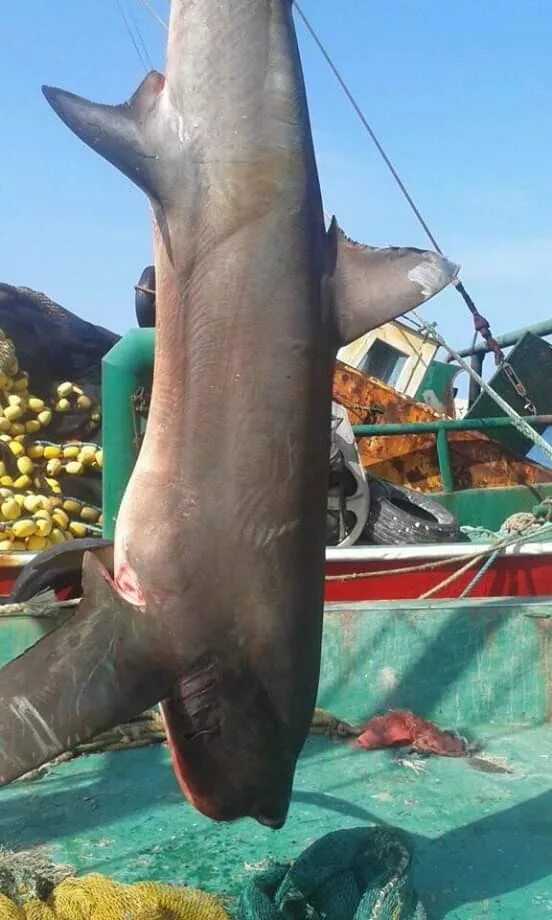 Нападение акул в турции. Акулы в Турции Средиземное море.