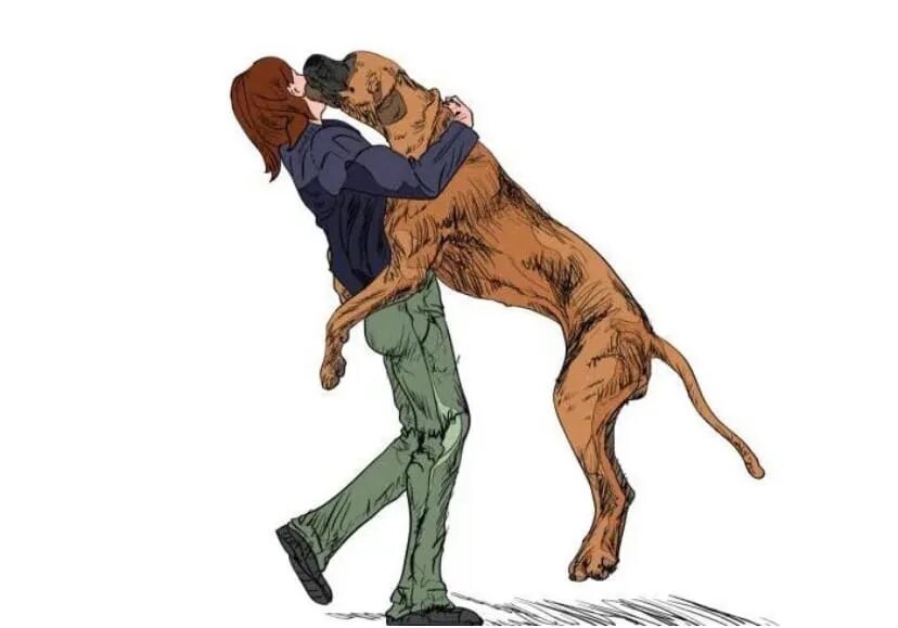 Команда обними. Собака прыгает на человека. Собака напрыгивает. Собака прыгает на хозяина. Собака запрыгивает на человека.