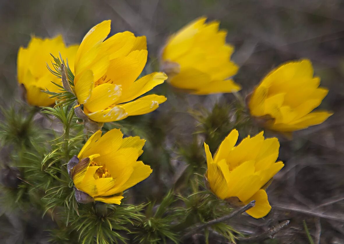 цветы крыма названия. цветы крыма названия. желтое весеннее растение крыма. эндемики крыма растения. первоцвет эндемик крым.