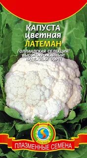 Сорта капусты голландской селекции