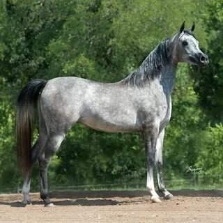 Чистокровная арабская лошадь 5