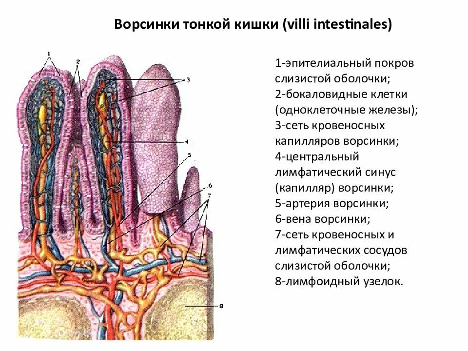 Строение ворсинок слизистой оболочки