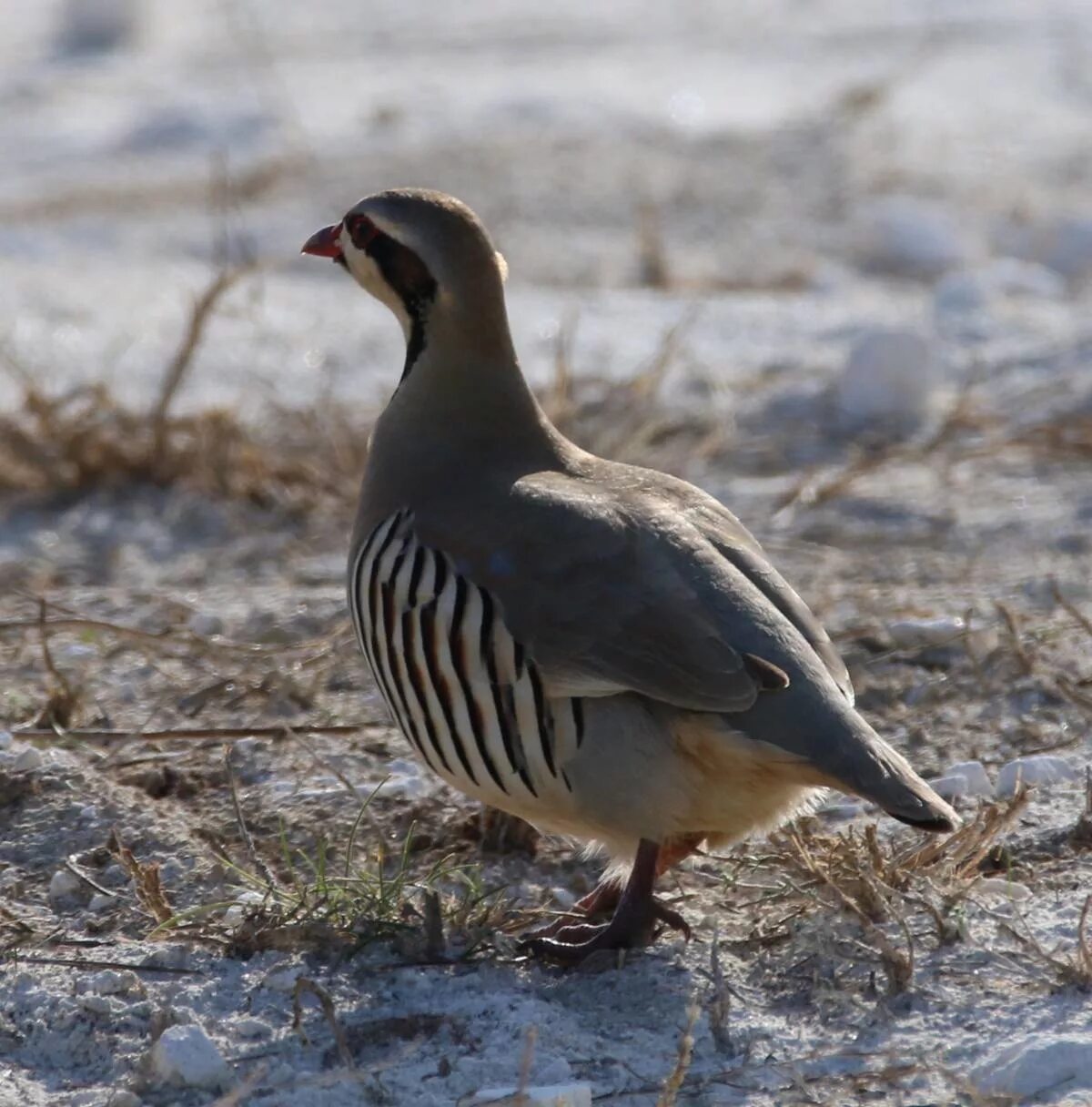 Кеклик каменная куропатка. Горная куропатка кеклик. Кеклик фото. Черноголовый кеклик. Каменная куропатка alectoris graeca.