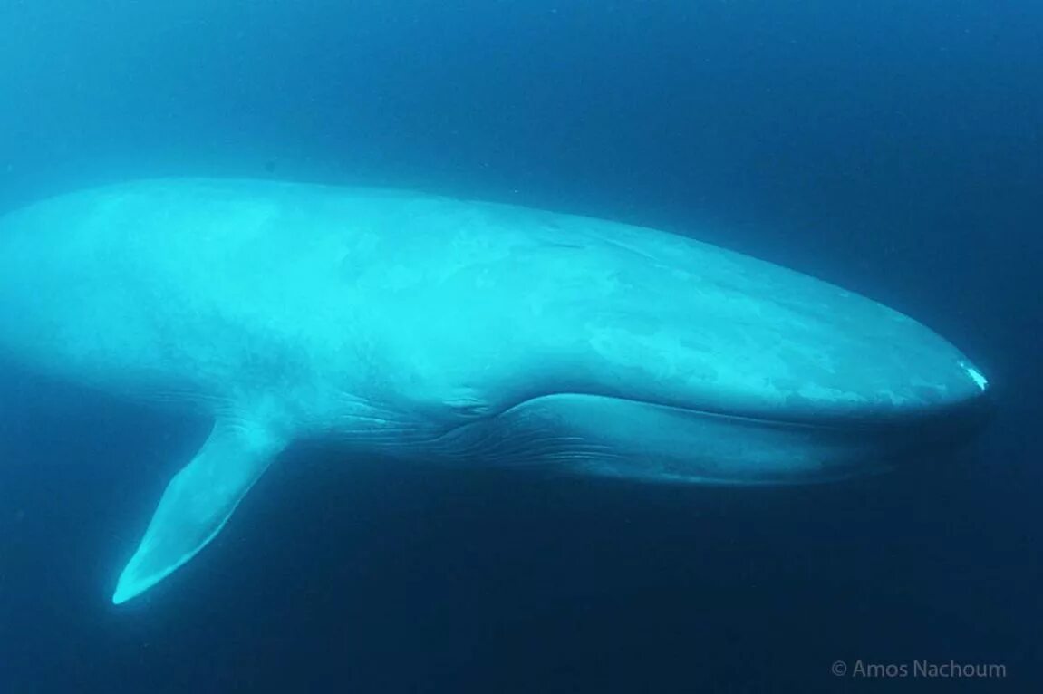Синий кит. Голубой кит. Синий кит животное. Взрослый кит.