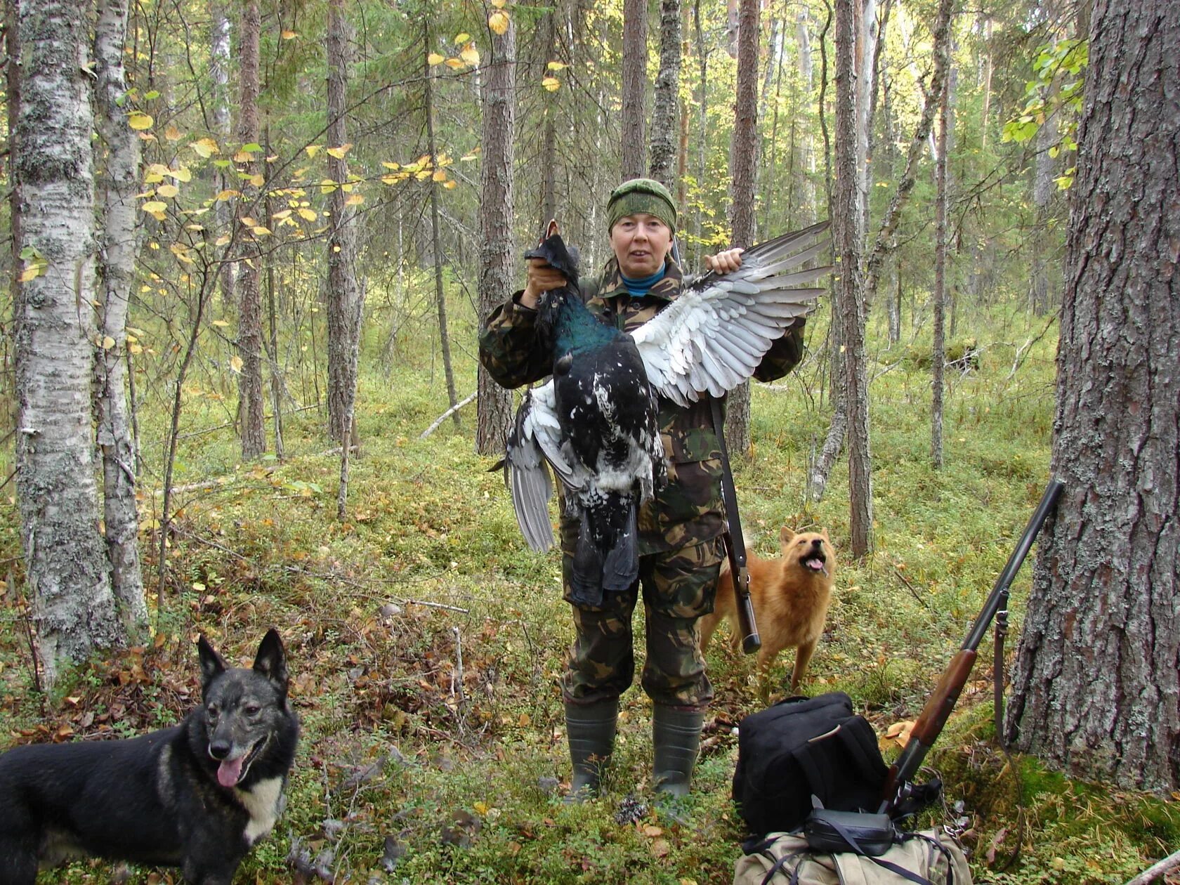 Картинки и фотографии охоты с эстонскими гончими. Харьер гончие собаки. Охотничьи собаки курцхаар. Охотничья собака в лесу. Охотничья собака в лесу.