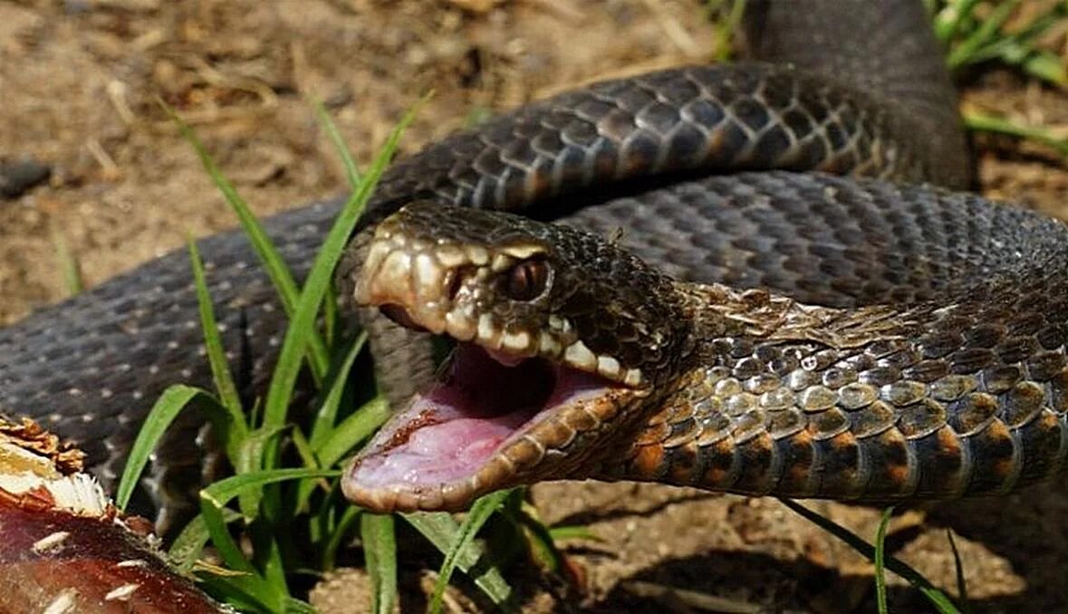 Snake bites. Опасные змеи России.