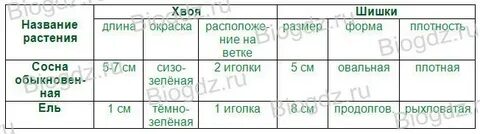 Строение хвои и шишек голосеменных растений