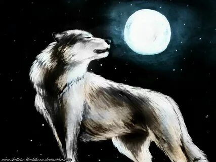 Silver wolf 18