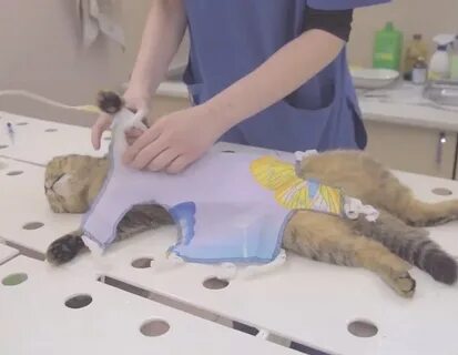 Уход за кошкой после операции