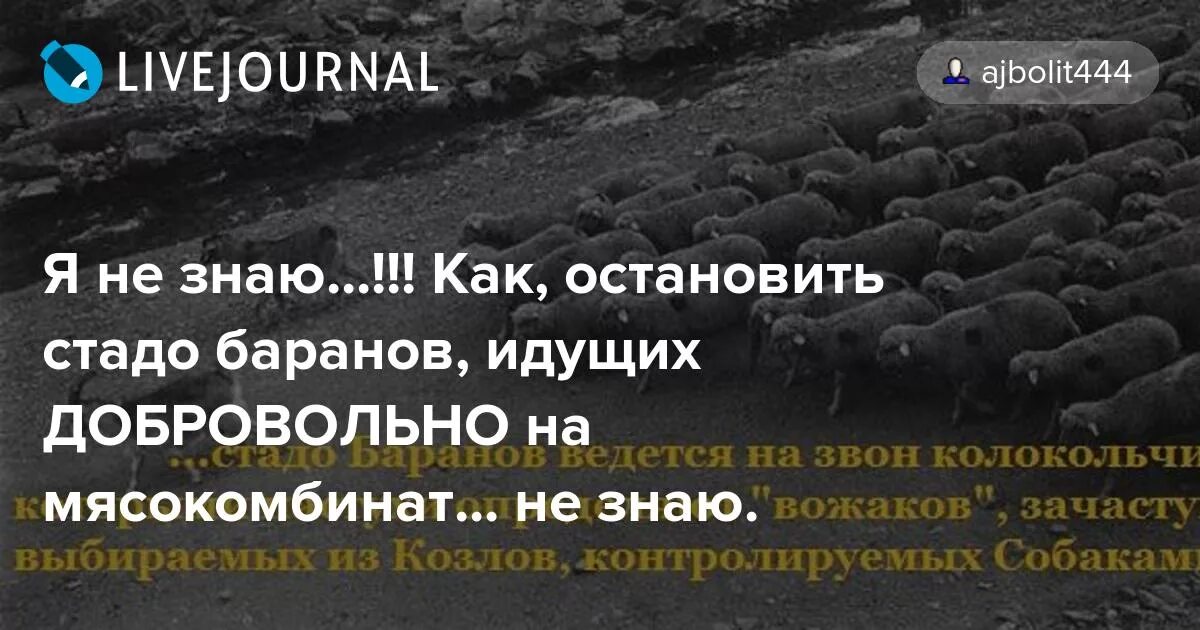 Высоцкий шагают бараны. Цитаты про стадо. Высказывание про стадо. Баран цитаты. Цитаты про стадо людей.