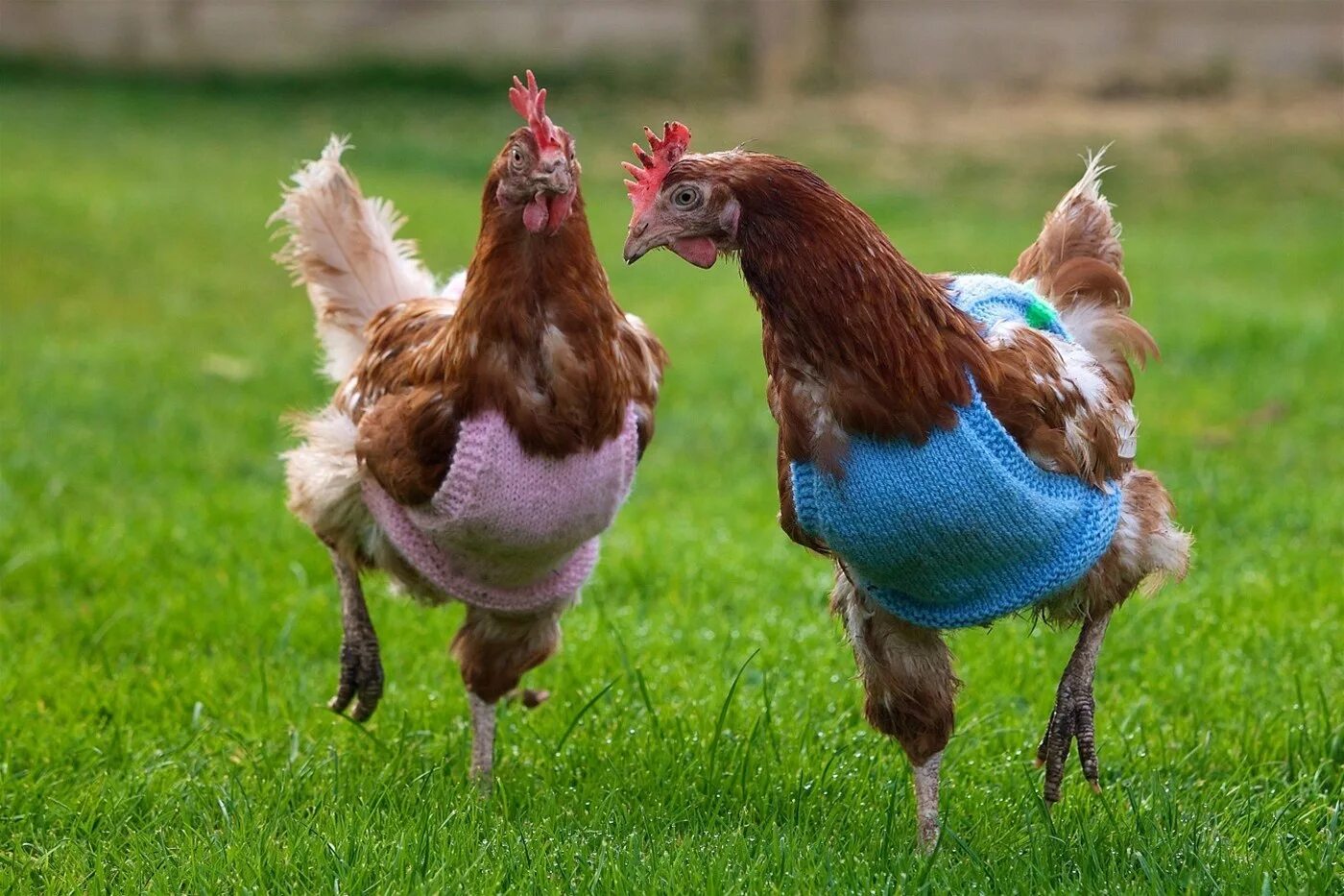 Курица gif. Прикольная курица. Смешные куры. Смешная курица. Забавные куры.