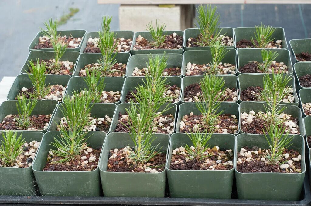 Pinus mugo 'Corley's Mat' Pinus mugo 'Corley's Mat', Mugo . Flickr