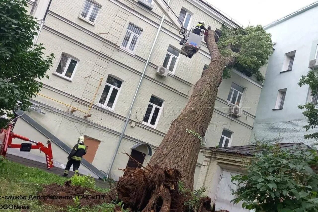 Москва сейчас деревья. Упавшее дерево. Огромное упавшее дерево. Городские деревья.