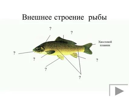 Особенности внешнего строения карася