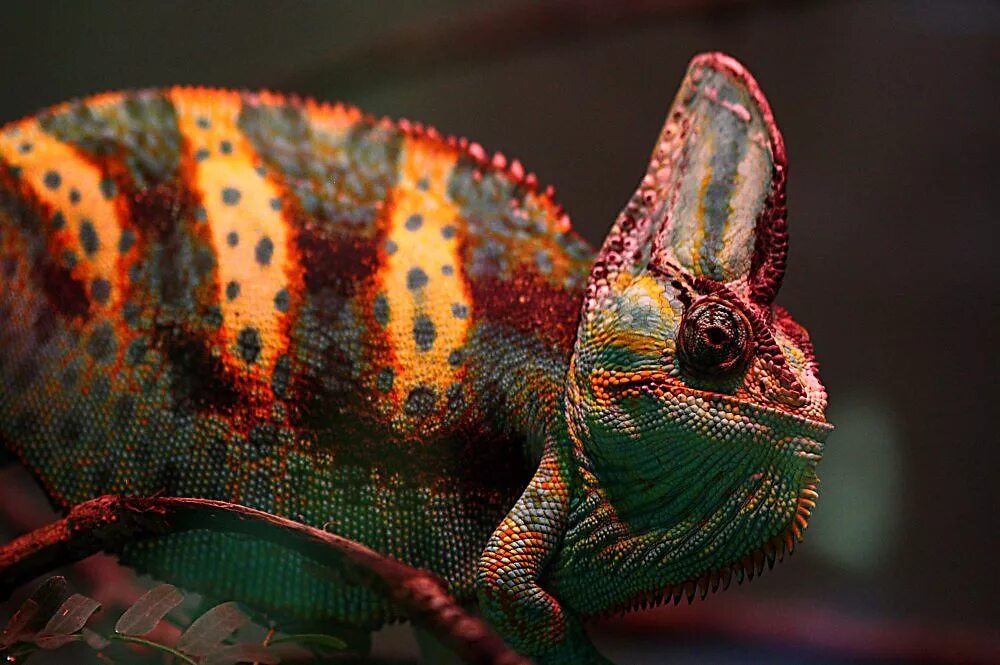 хамелеон буденновск телефон