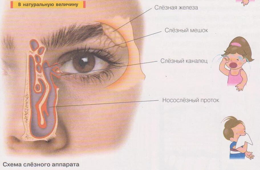 Почему у людей текут слезы