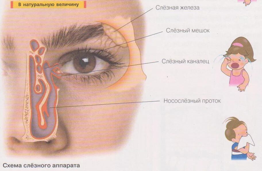 Строение глаза слезная железа. Слезная железа схема. Почему на улице текут слезы из глаз