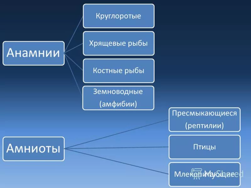 Амниоты. Анамнии. анамнии и амниоты. анамнии строение. отличия анамний и амниот.