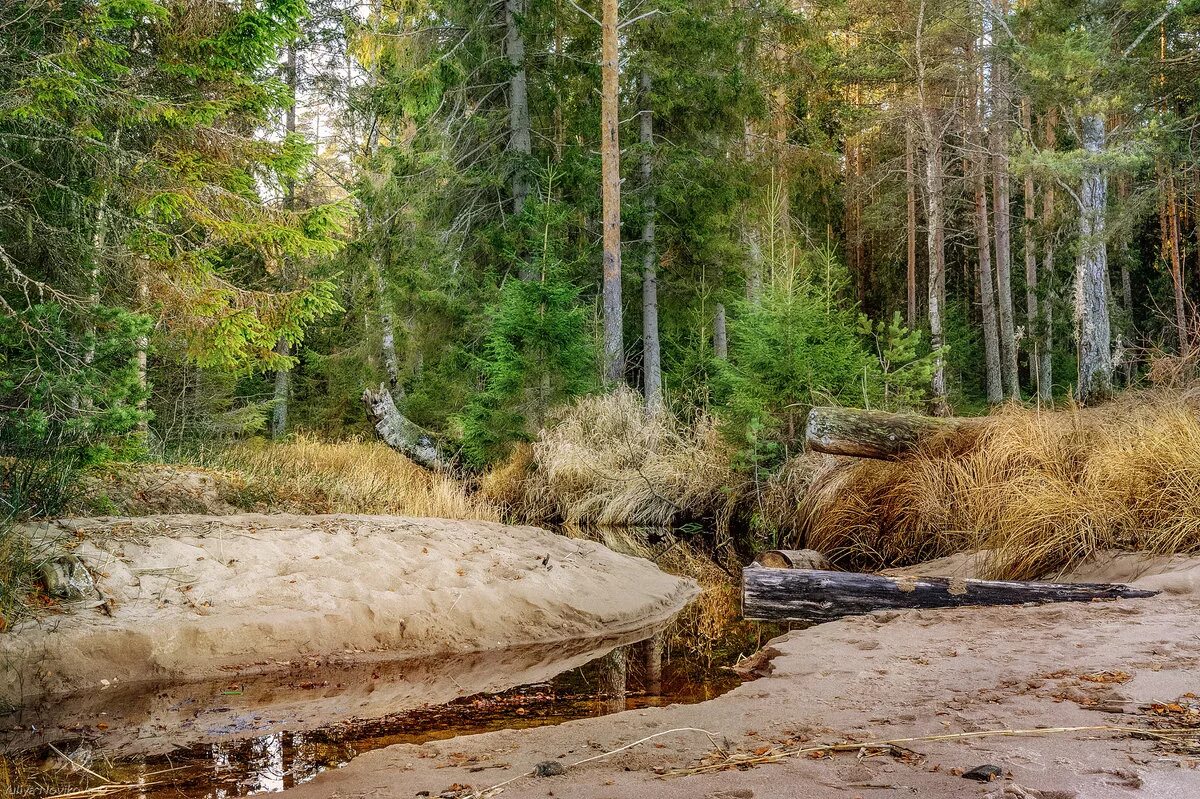 ручейки реки золотых гор алтая. ручей песчаный. родник пруд ручей. речка каширка камни. тарелочкин пруд балашиха.