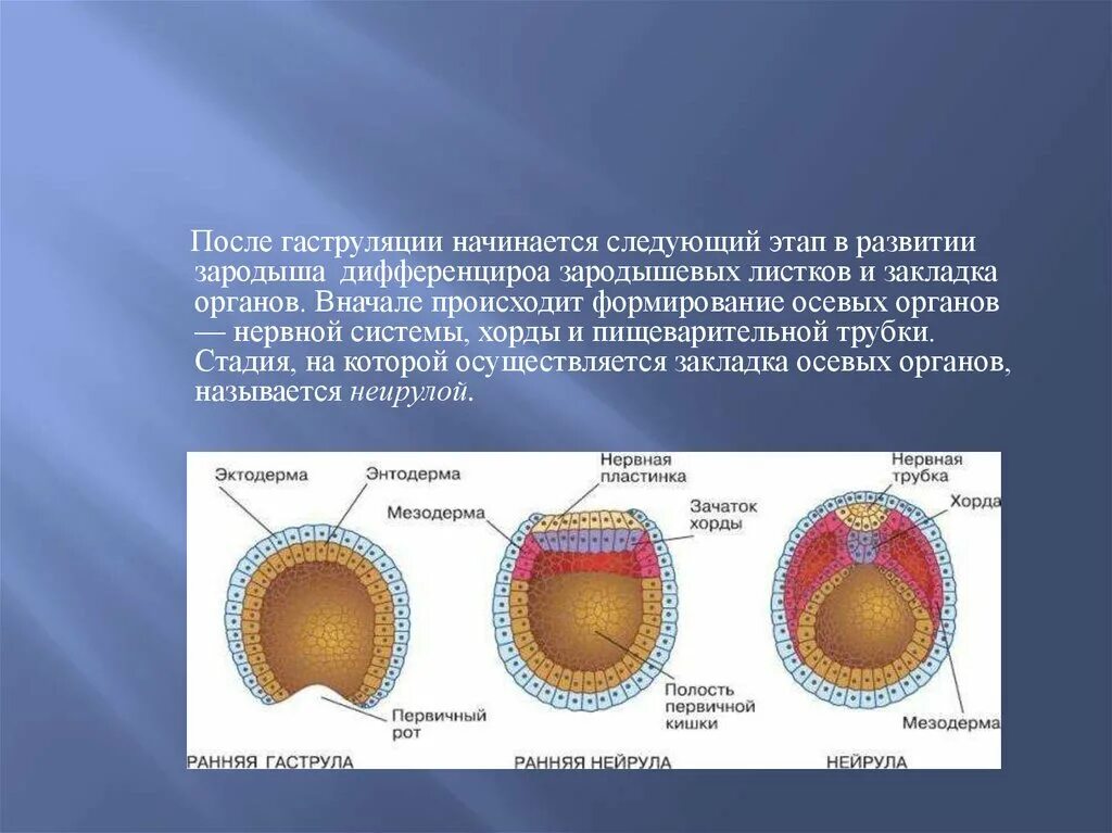 Гаструляция 3 зародышевых листка. Схема осевых органов и зародышевых листков. Гаструляция нейруляция. Гаструляция эмбриона ланцетника. Первая стадия зародышевого развития в результате которой