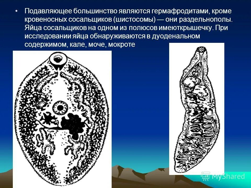 сосальщики удерживаются внутри протоков печени при помощи